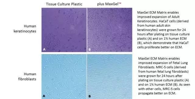 顯微鏡.jpg 顯微鏡.jpg
